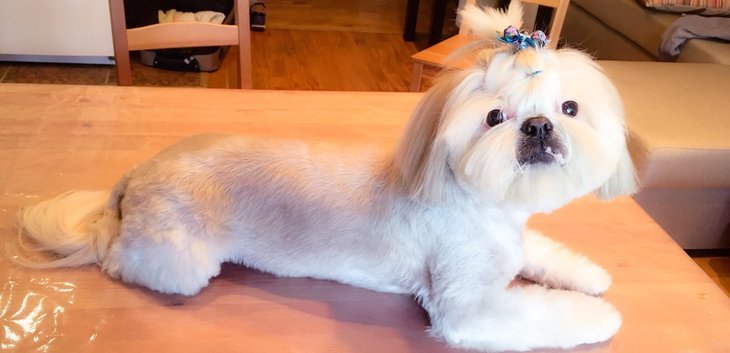 Мария Canine Friend