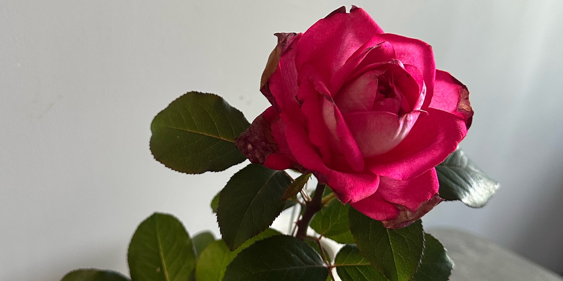 София Макарова